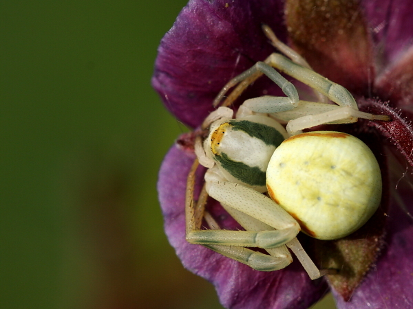 Crab Spider