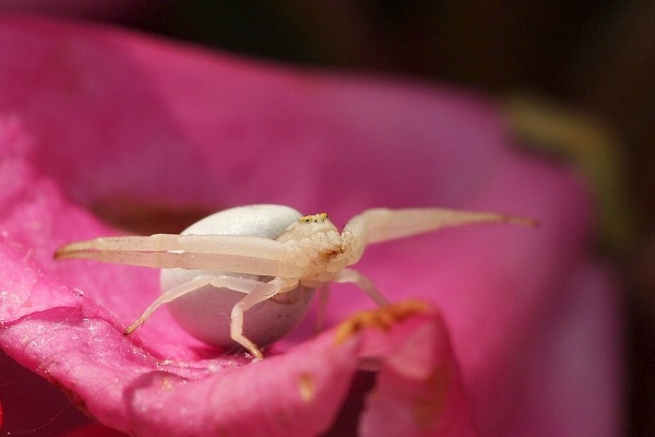 Crab Spider