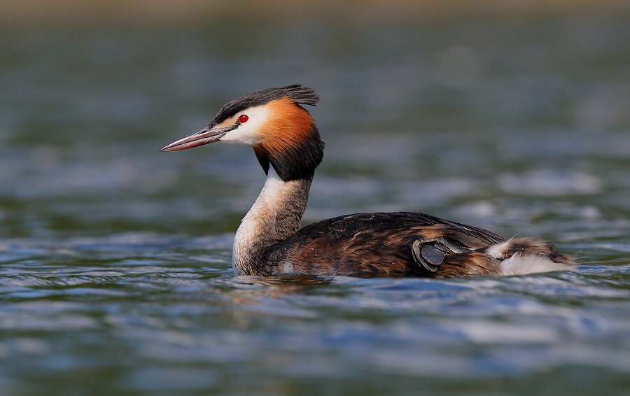 Great Crested Grebe