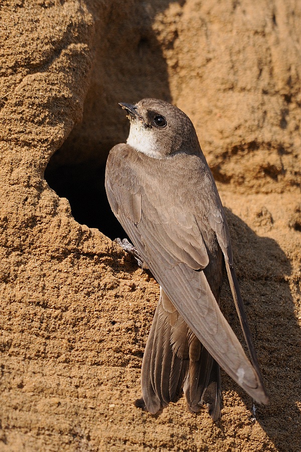 Bank swallow
