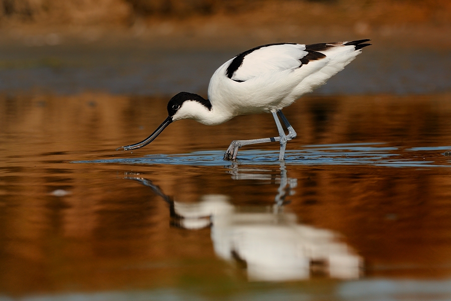 Pied Avocet
