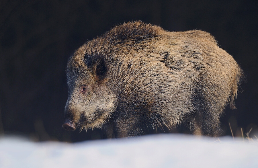 Wild boar