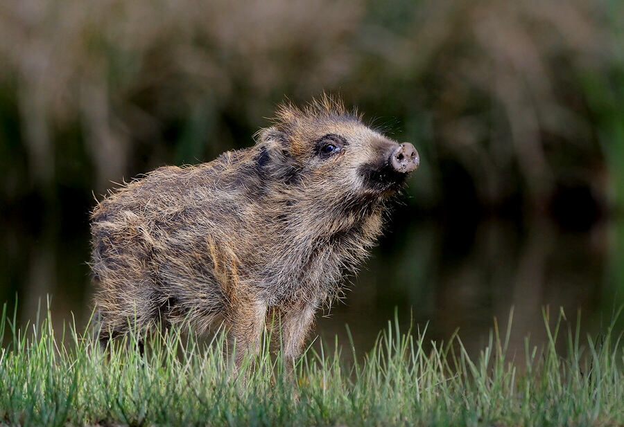 Wild boar