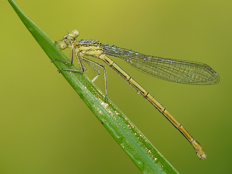 White-legged Damselfly