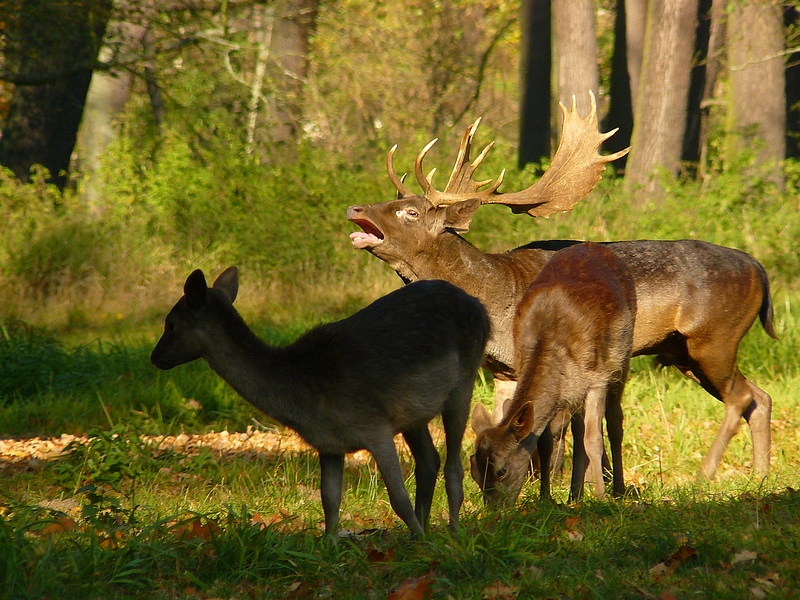 Fallow deer