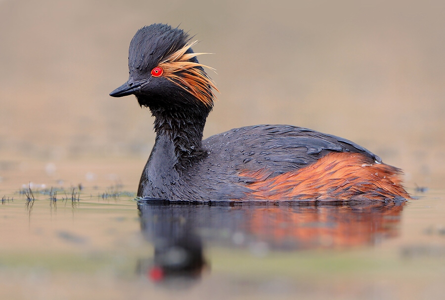 Black-necked Grebe