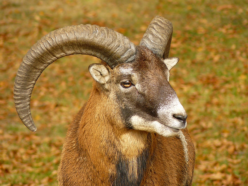 Mouflon 