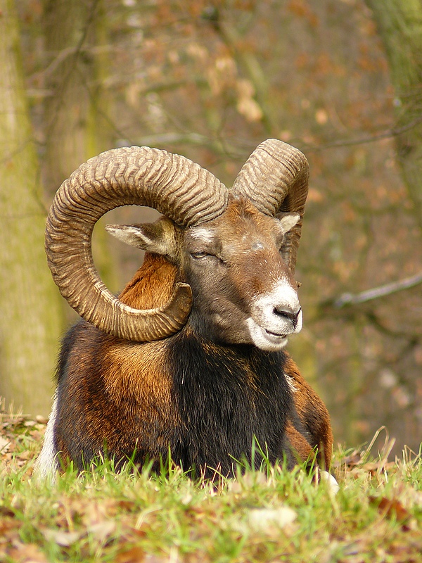 Mouflon 