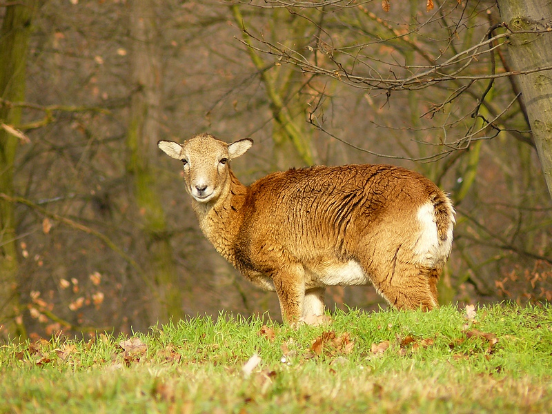 Mouflon 