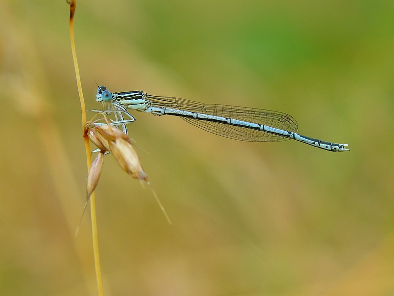 White-legged Damselfly