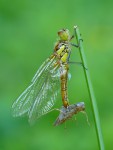 Vážka obecná (Sympetrum vulgatum)