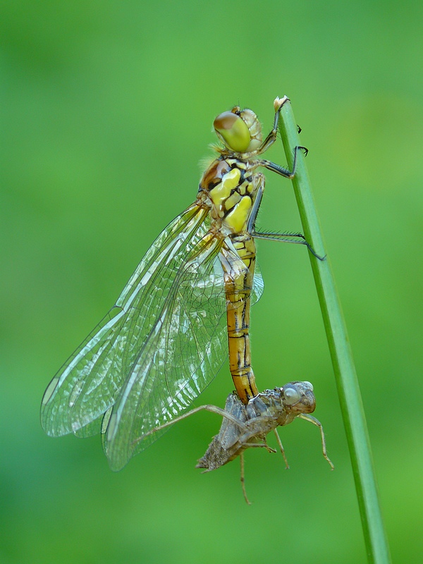 Vagrant Darter