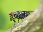 Moucha (Calliphora vicina)