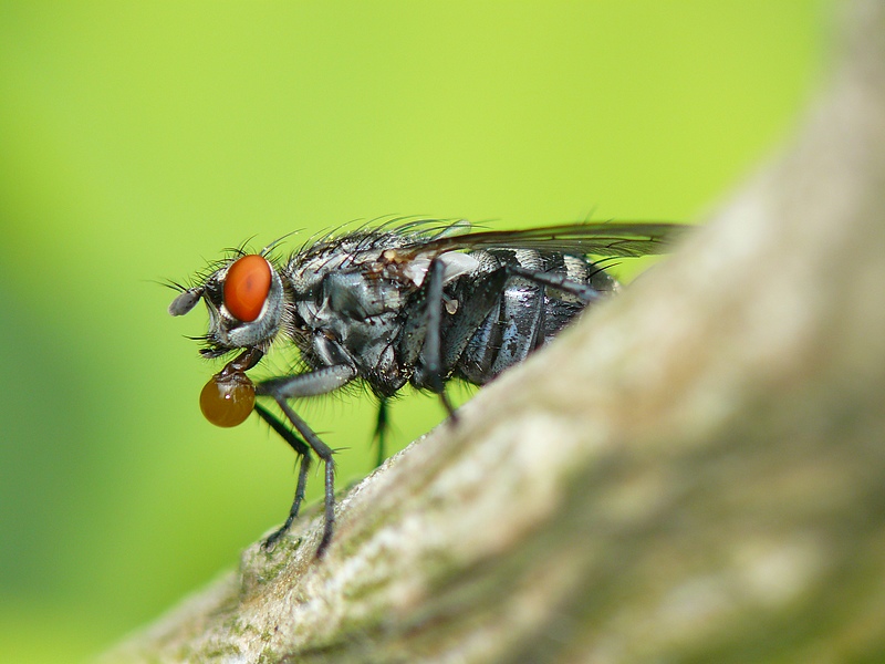 Fly