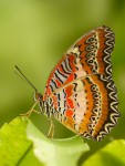 Motýl (Cethosia biblis)
