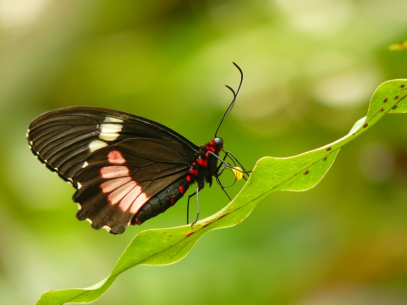 butterfly
