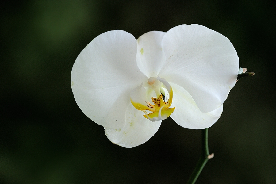 Phalaenopsis 