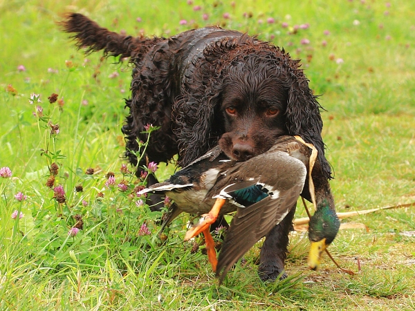 Dog in Action