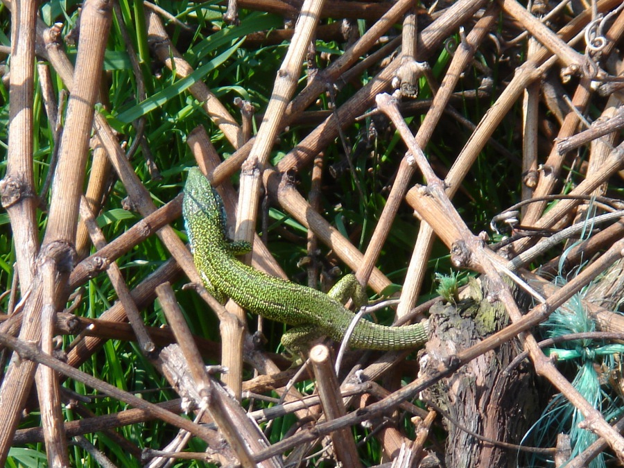 Lacerta viridis