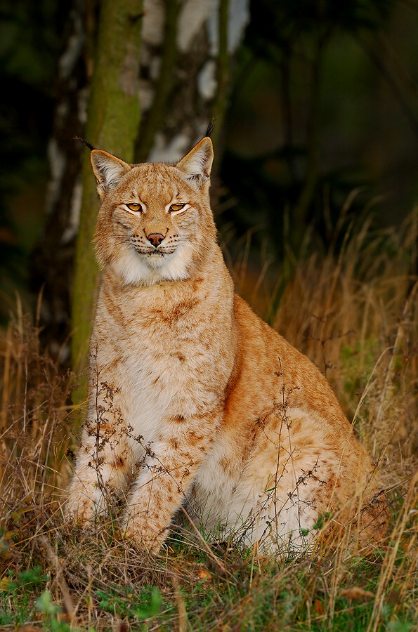 Lynx