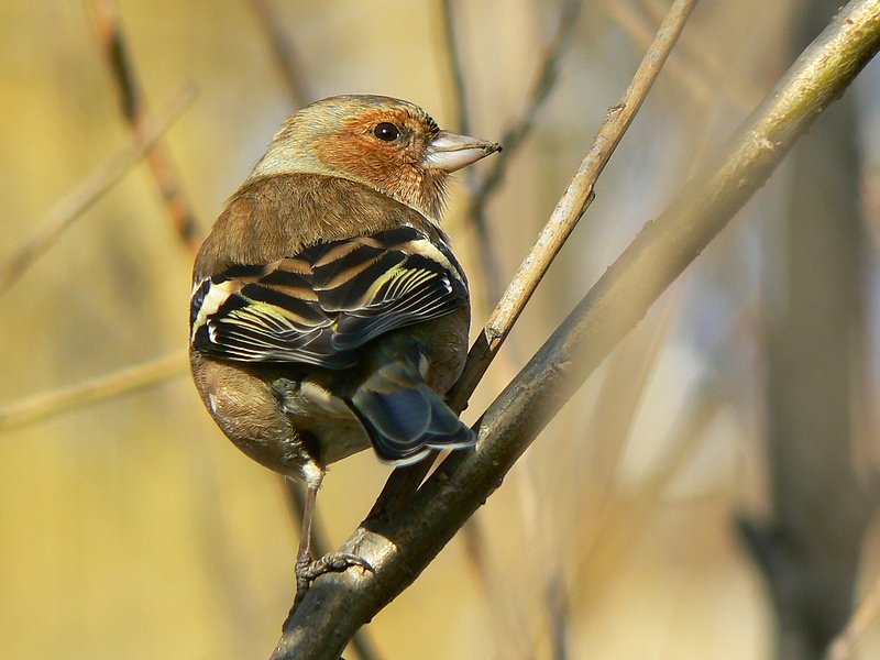  Chaffinch