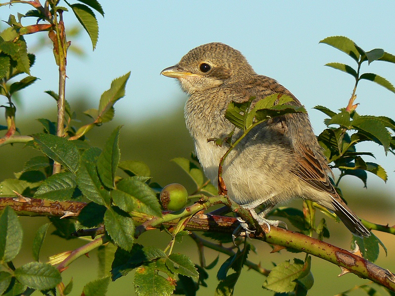 Lesser Grey Shrike