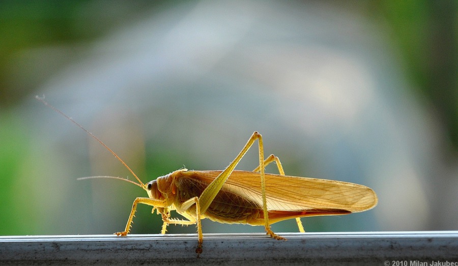 Tettigonia caudata