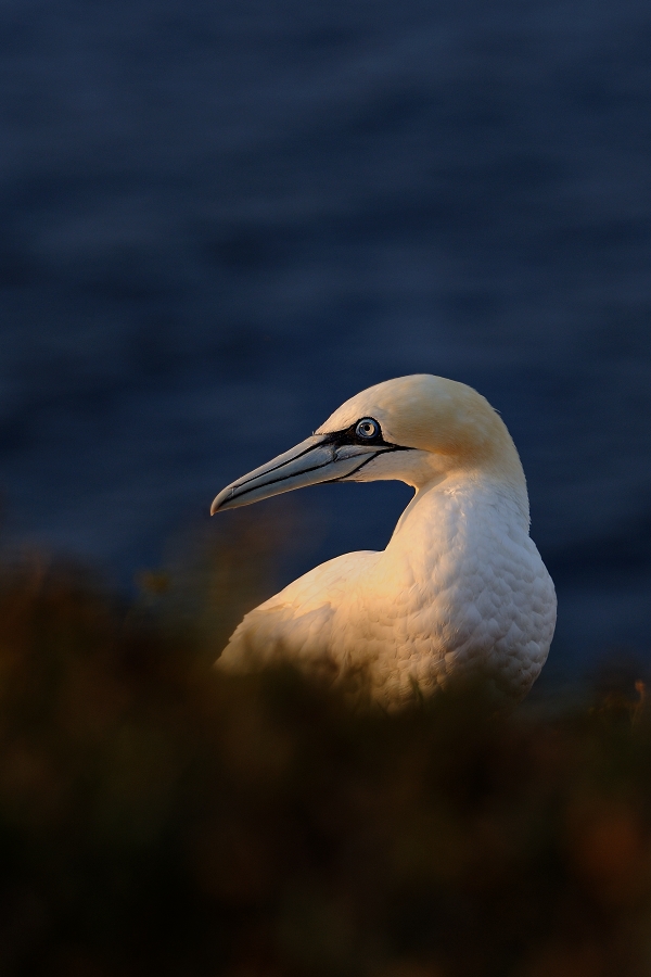 Northern Gannet