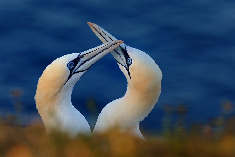 Northern Gannet
