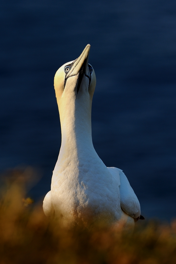 Northern Gannet