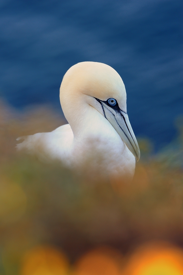 Northern Gannet