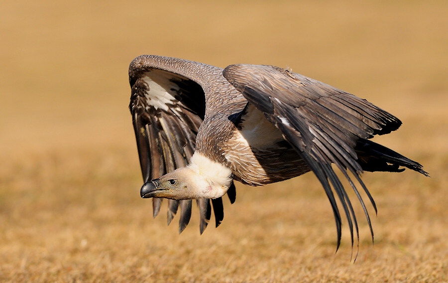 African White backed Vulture
