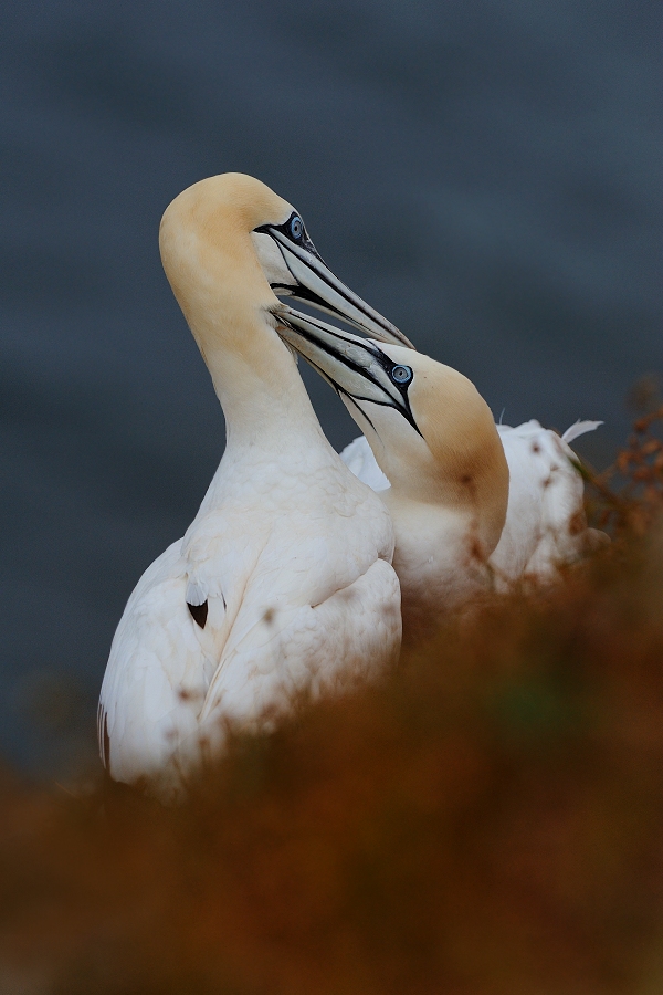 Northern Gannet