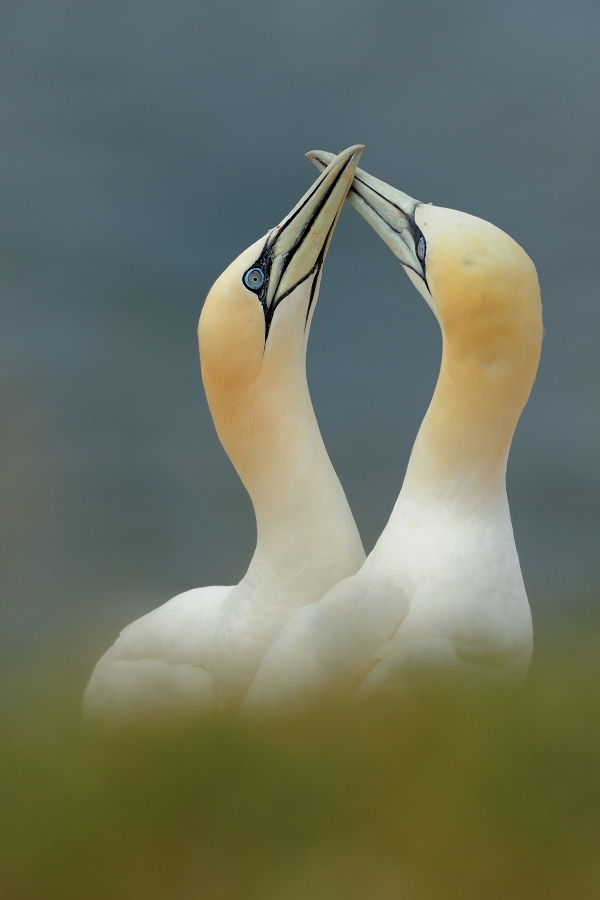 Northern Gannet