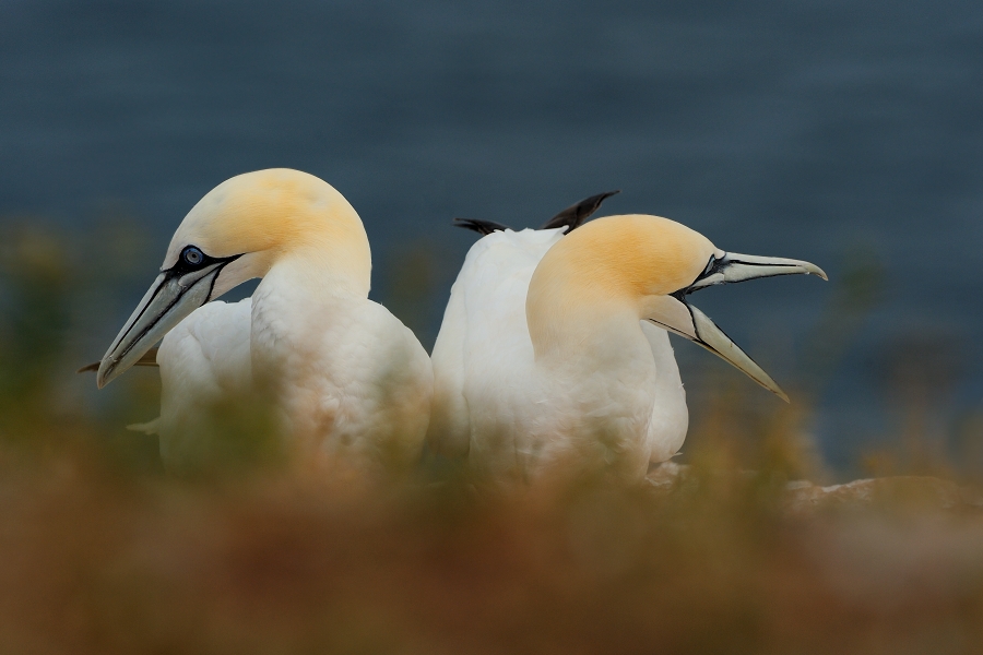 Northern Gannet