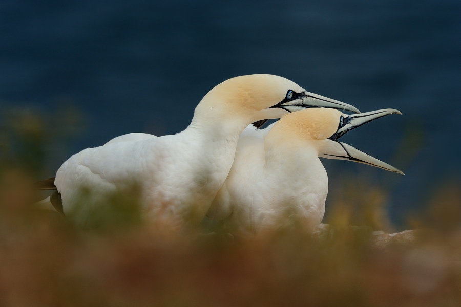 Northern Gannet
