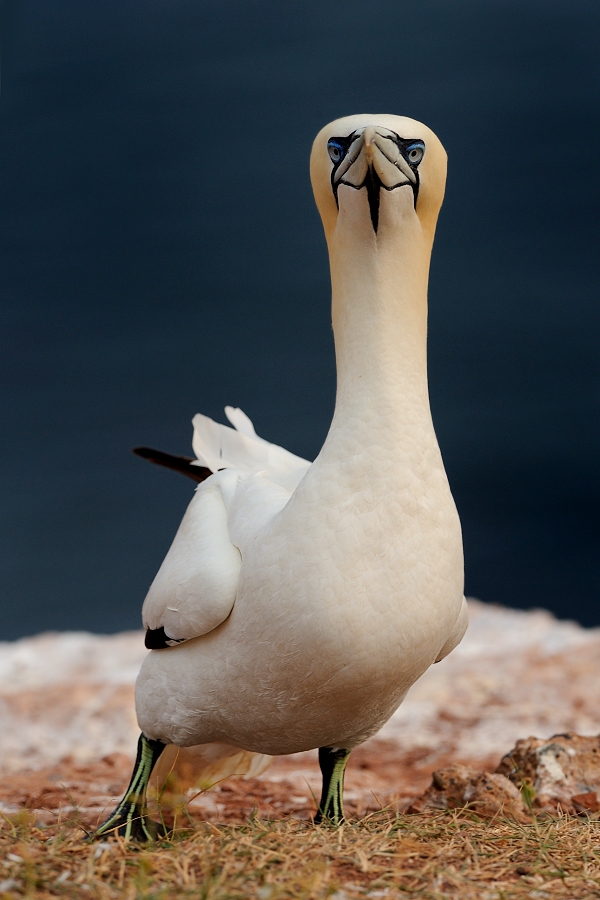 Northern Gannet
