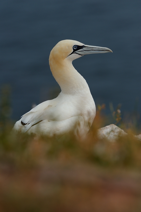 Northern Gannet