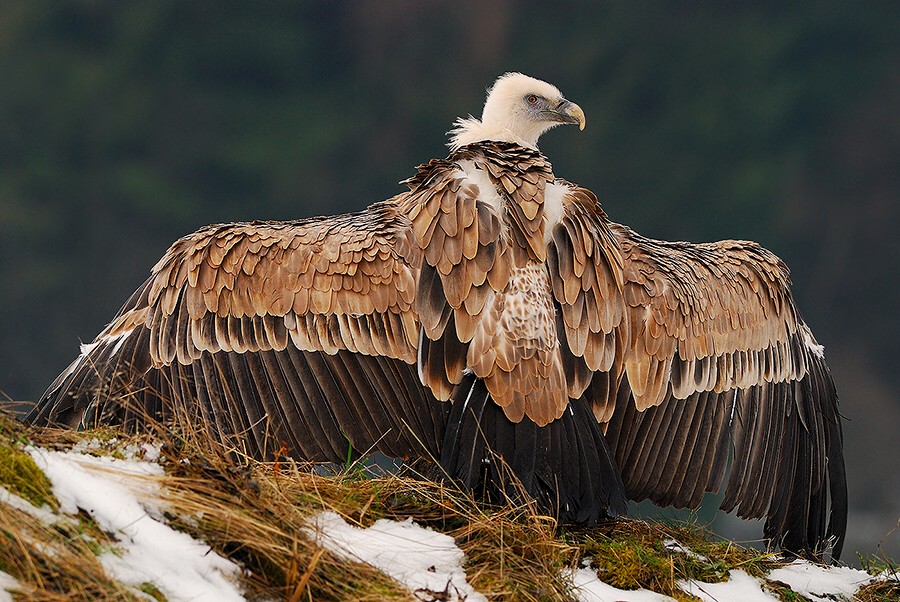 Bald eagle