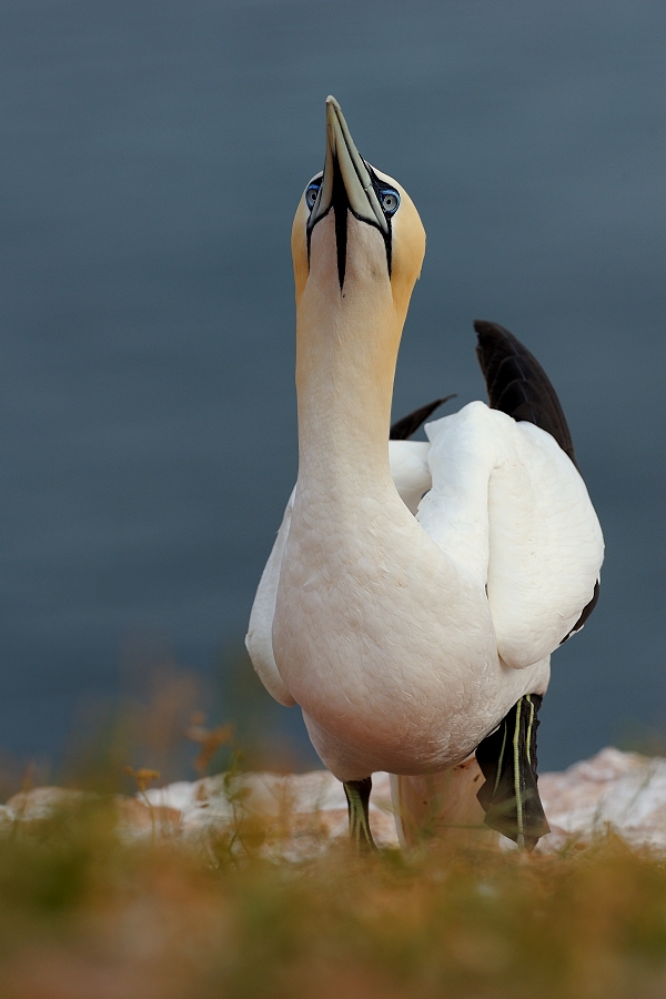 Northern Gannet