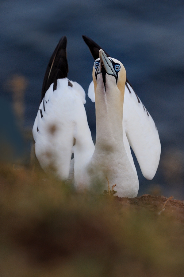 Northern Gannet
