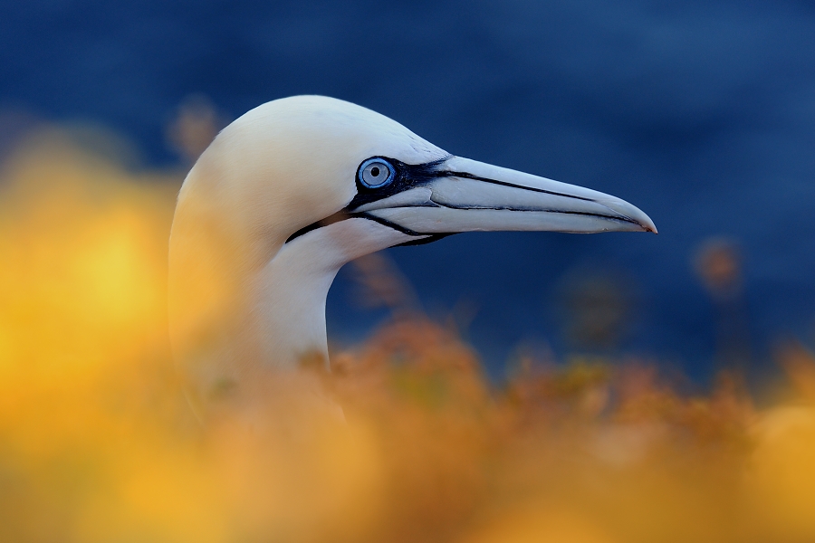 Northern Gannet