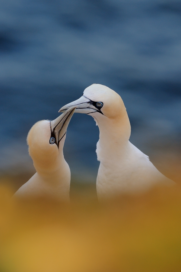 Northern Gannet