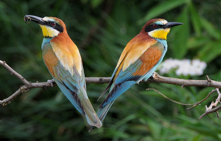 Bee-eater