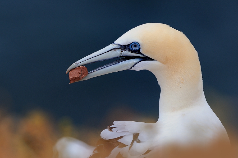 Northern Gannet