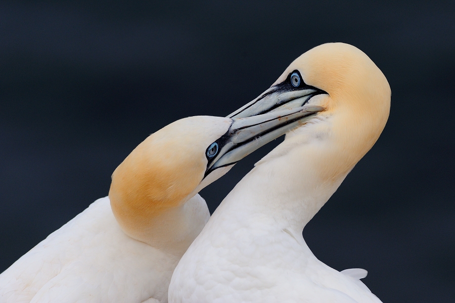 Northern Gannet
