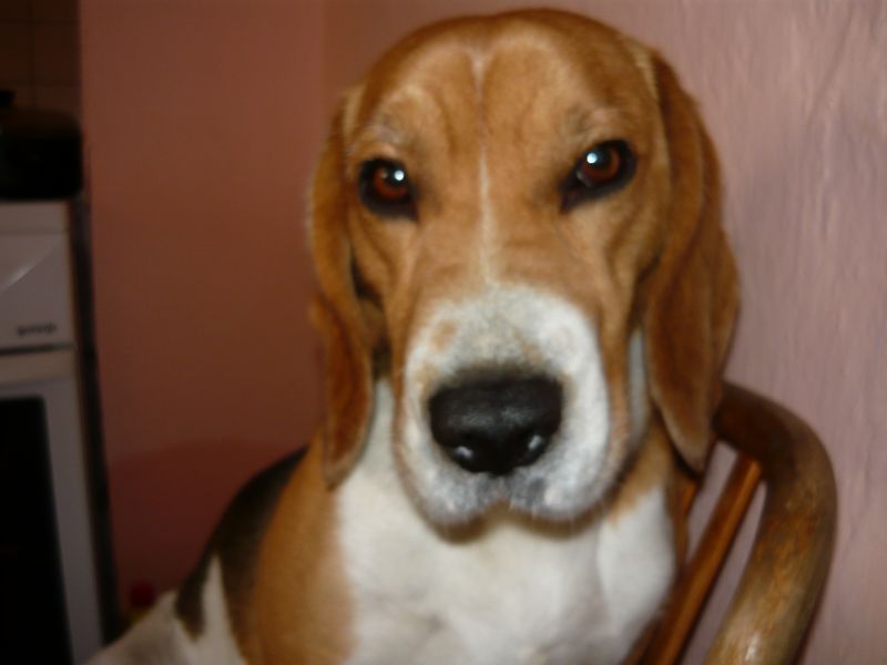 beagle