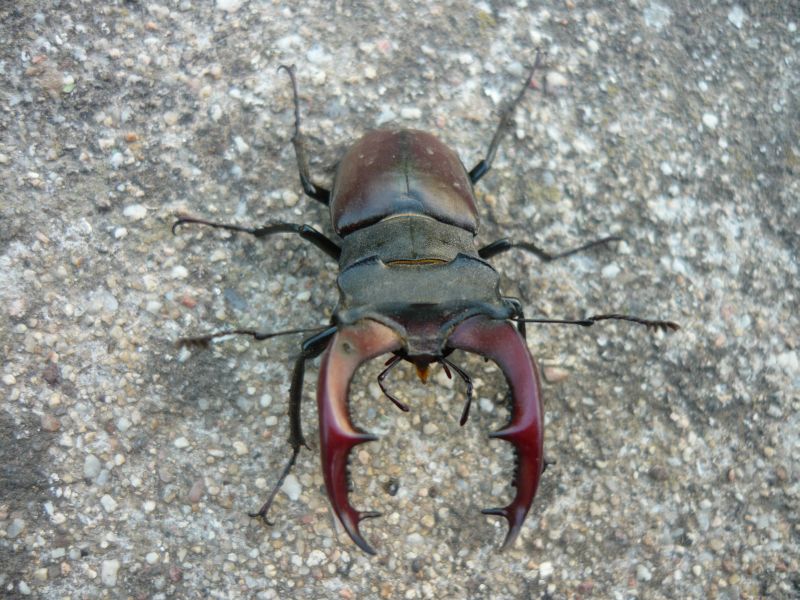 lucanus cervus