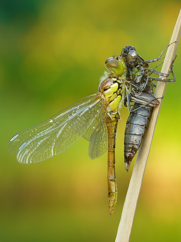 Vagrant Darter
