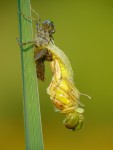 Vážka obecná (Sympetrum vulgatum)